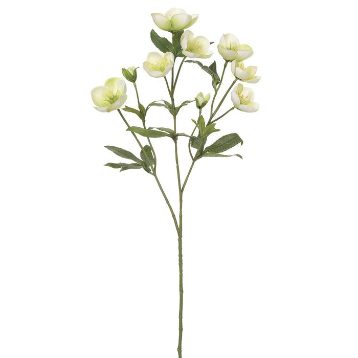 Green Helleborus Spray