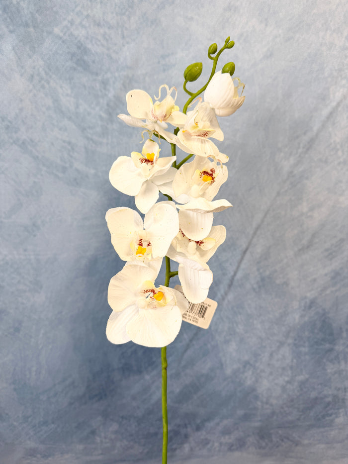 White Phalaenopsis Orchid Spray
