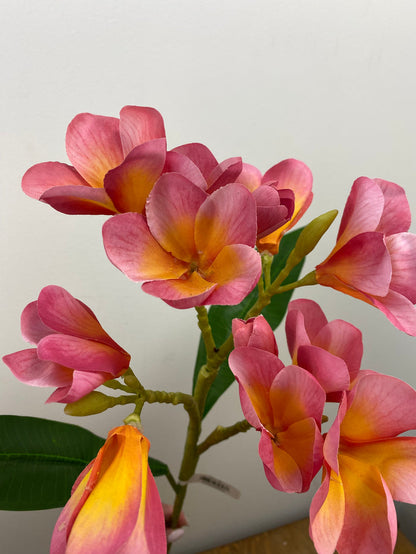 Boysenberry Plumeria Spray