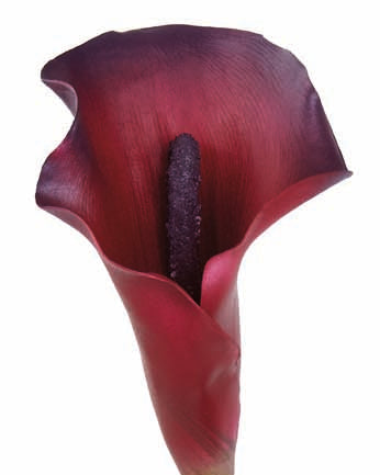 Silk burgundy calla lily stem for transitional everyday home decor from Magnolias Home Decor