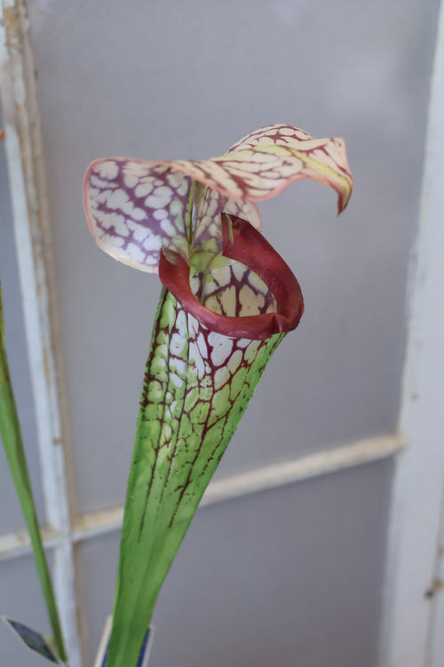 Silk burgundy green pitcher plant spray for transitional everyday home decor from Magnolias Home Decor