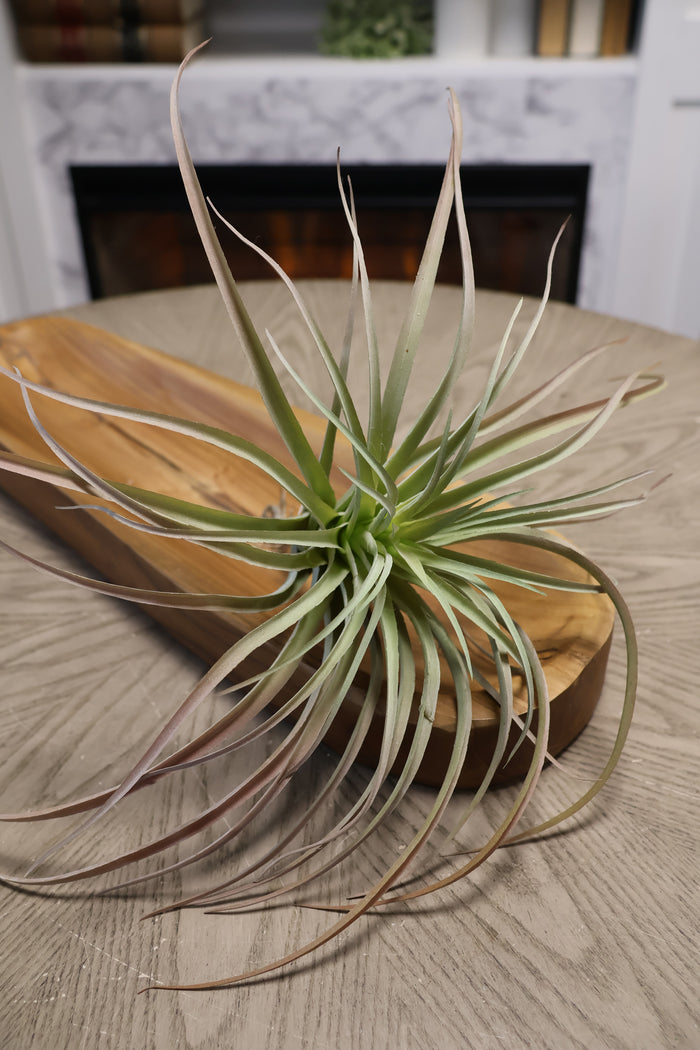 Silk green deep tillandsia succulent pick for transitional everyday home decor from Magnolias Home Decor