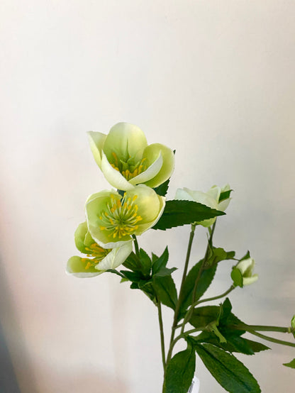 Green  Helleborus Spray