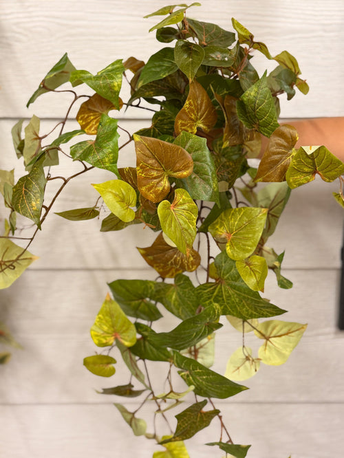 Potato Vine Fall Hanging Bush