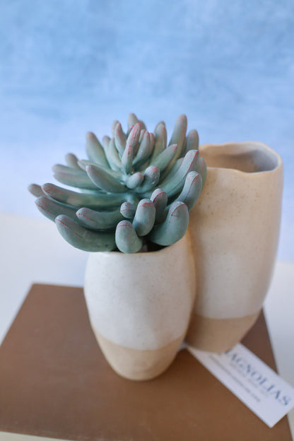 Silk purple tip finger succulent for transitional everyday home decor from Magnolias Home Decor