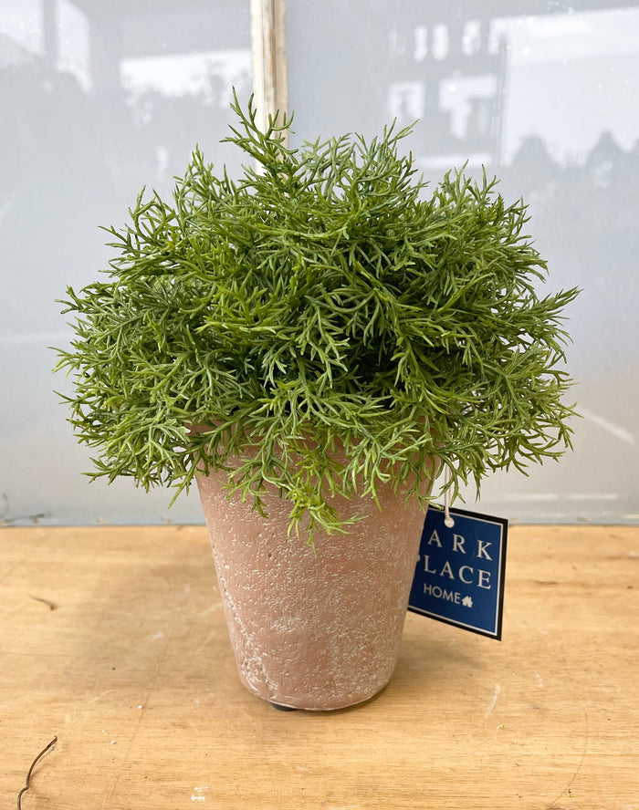 Real Touch Potted Sprengeri