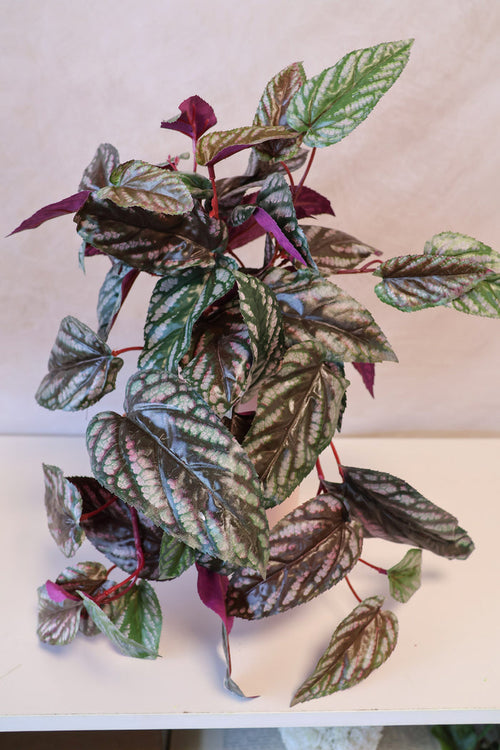 Silk red green red back cissus outdoor safe for transitional everyday home decor from Magnolias Home Decor