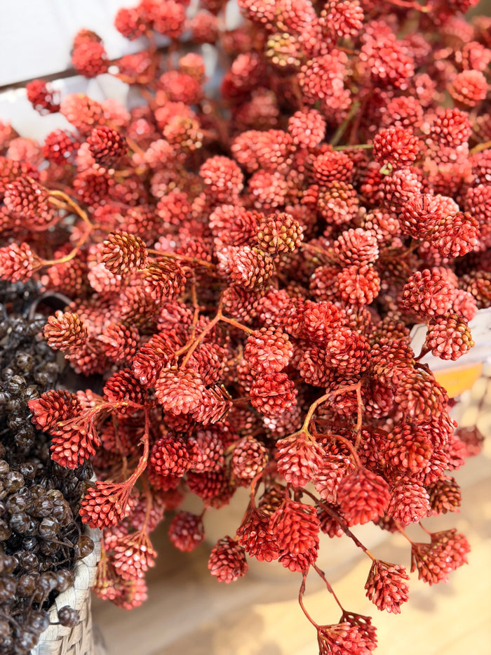 Russet Cone Bush