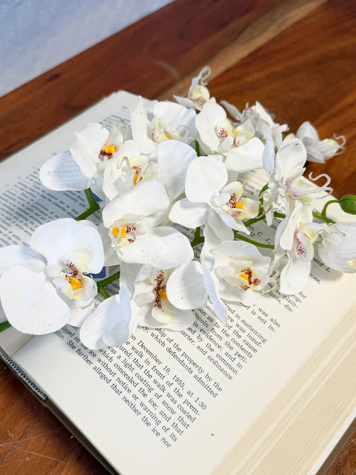 White Phalaenopsis Orchid Spray