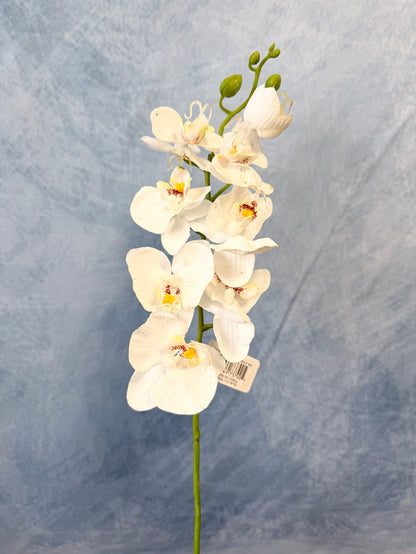 White Phalaenopsis Orchid Spray